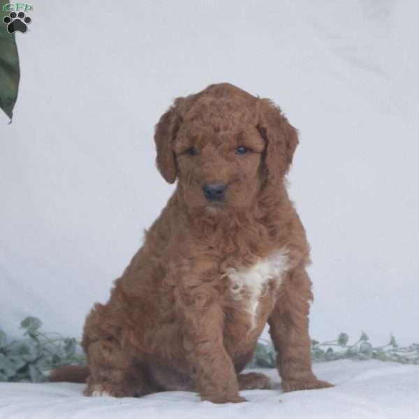 Gus F1B, Goldendoodle Puppy